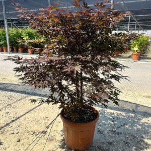 Javor dlaňolistý (Acer palmatum) ´BLOODGOOD´ - výška 125-150 cm, kont. C25L